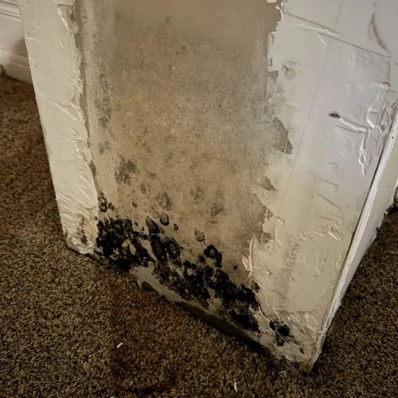 Professional Mold Removal in Chauvin, LA